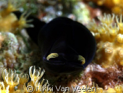 Yellow lip chelidourna taken at Marsa bareika, Ras Mohame... by Nikki Van Veelen 